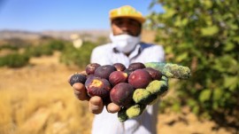 احداث بزرگترین باغ مجتمع انجیر در گلوگاه